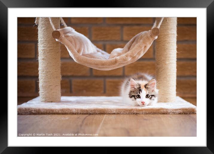 Calico kitten under cat hammock Framed Mounted Print by Martin Tosh