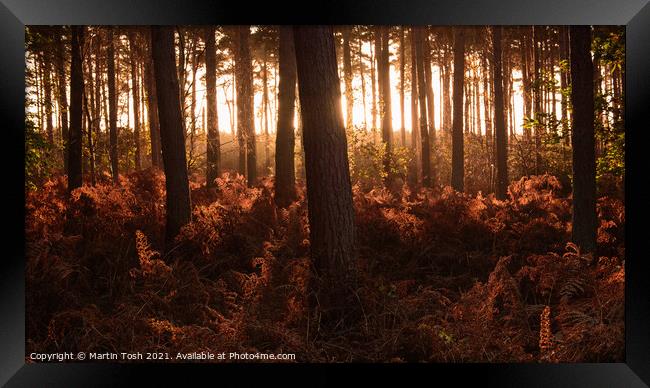 Thetford Forest i Framed Print by Martin Tosh