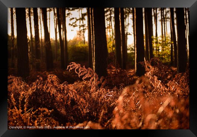 Sunrise through pines and bracken Framed Print by Martin Tosh