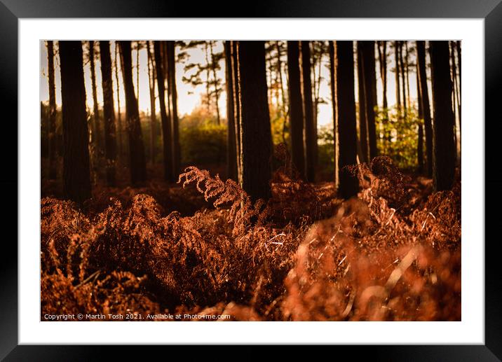 Sunrise through pines and bracken Framed Mounted Print by Martin Tosh