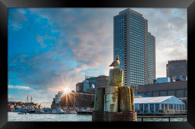 Scenic Boston Harbor and city views Framed Print by Elijah Lovkoff