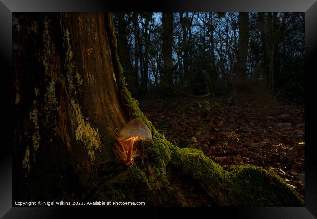 Glowing Mushroom Framed Print by Nigel Wilkins
