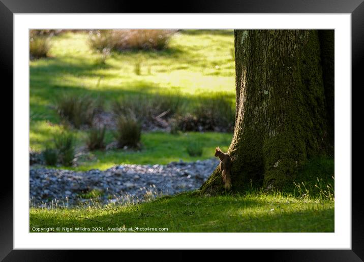 Red Squirrel Framed Mounted Print by Nigel Wilkins