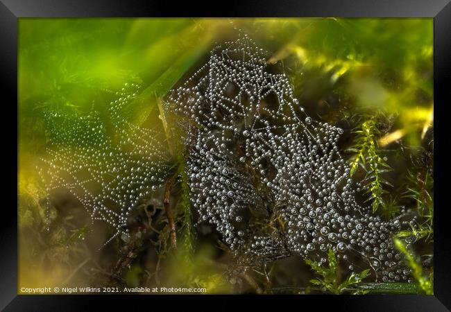 Spider's Web Framed Print by Nigel Wilkins
