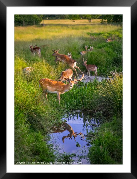 Fallow Deer Framed Mounted Print by Nigel Wilkins