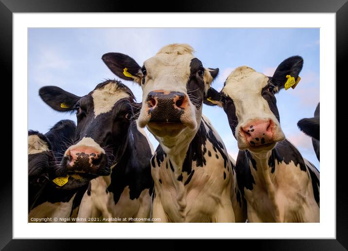 Cows nose Framed Mounted Print by Nigel Wilkins