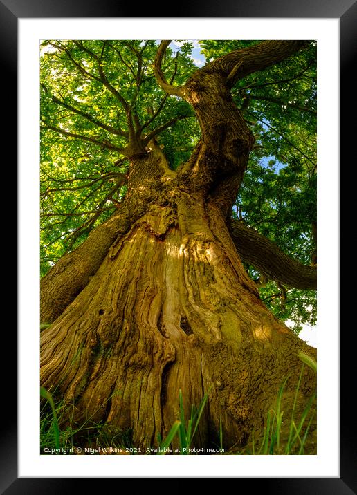 Horse Chestnut Framed Mounted Print by Nigel Wilkins