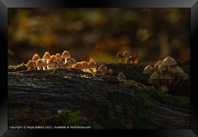 Sunlit Mushrooms Framed Print by Nigel Wilkins