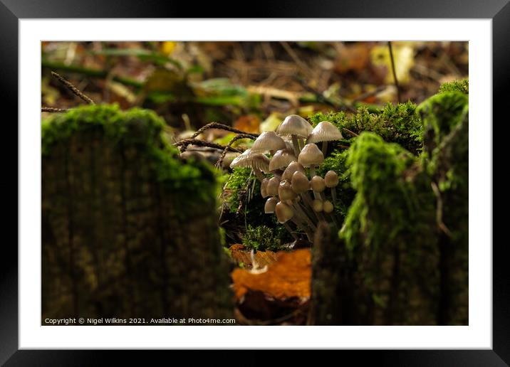 Mushroom Family Framed Mounted Print by Nigel Wilkins