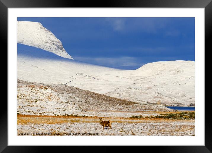 Red Deer Stag Framed Mounted Print by Nigel Wilkins