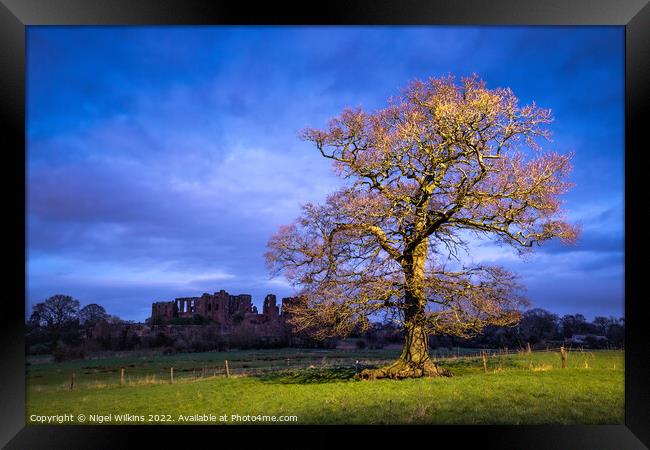 Oak Tree, Kenilworth Castle Framed Print by Nigel Wilkins