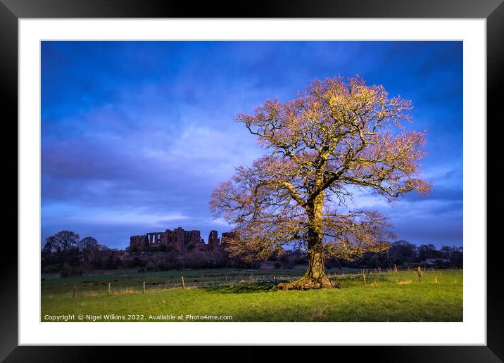 Oak Tree, Kenilworth Castle Framed Mounted Print by Nigel Wilkins