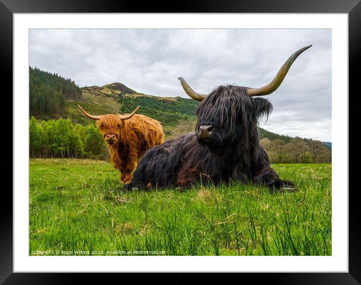 Highland Cows Framed Mounted Print by Nigel Wilkins