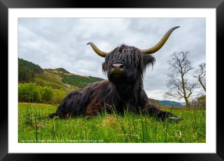 Highland Coo Framed Mounted Print by Nigel Wilkins