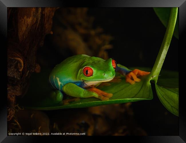 Red-Eyed Tree Frog Framed Print by Nigel Wilkins