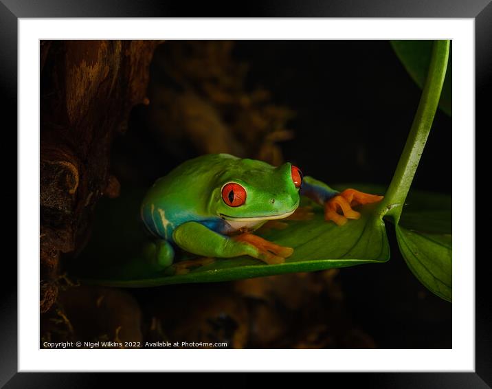 Red-Eyed Tree Frog Framed Mounted Print by Nigel Wilkins