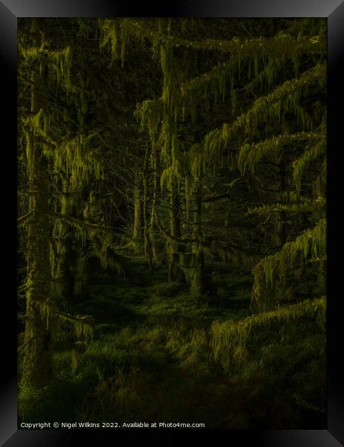 Moss covered trees at night Framed Print by Nigel Wilkins