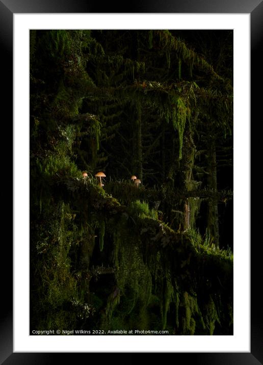 Mushrooms Growing on Trees - Whinlatter Forest Framed Mounted Print by Nigel Wilkins
