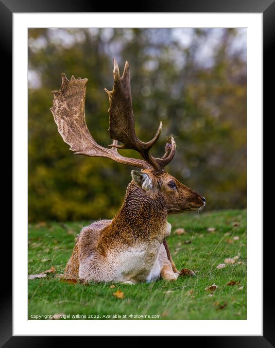 Fallow Deer Buck Framed Mounted Print by Nigel Wilkins