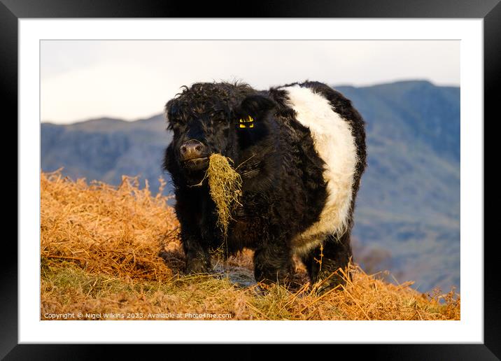 Chubby Cow With Attitude Framed Mounted Print by Nigel Wilkins