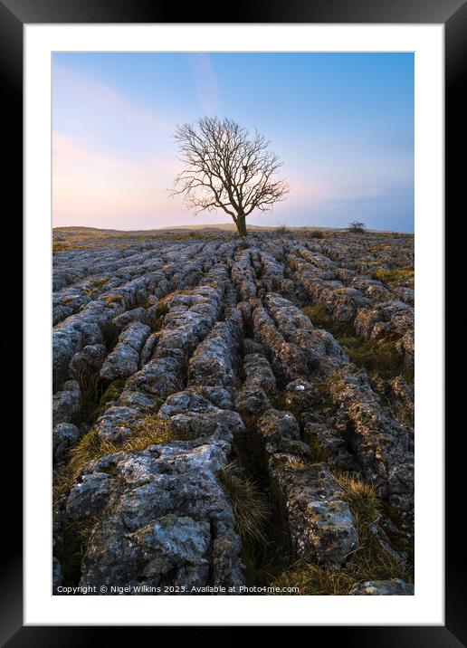 Lone Tree Framed Mounted Print by Nigel Wilkins