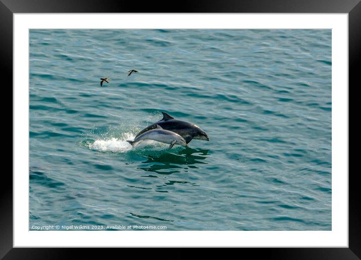 Bottlenose Dolphins Framed Mounted Print by Nigel Wilkins