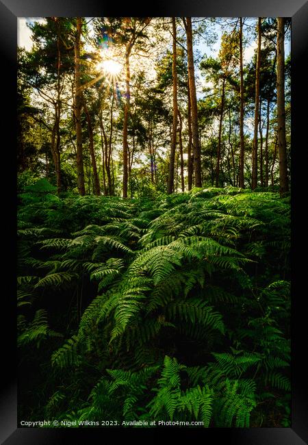 Ferns in the late afternoon Sunshine Framed Print by Nigel Wilkins