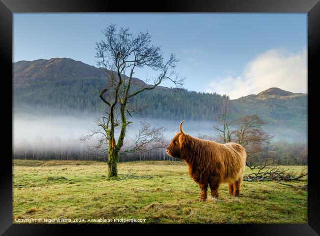 Highland Cow, Scottish Highlands Framed Print by Nigel Wilkins