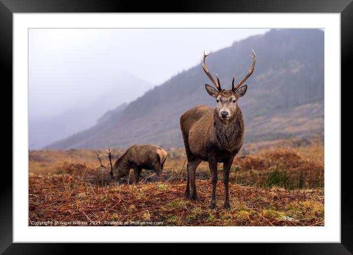 Red Deer Stags Framed Mounted Print by Nigel Wilkins