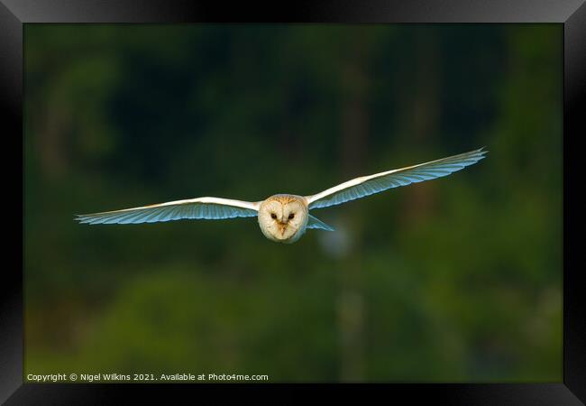 Barn Owl in Flight Framed Print by Nigel Wilkins