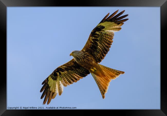 Red Kite in Flight Framed Print by Nigel Wilkins