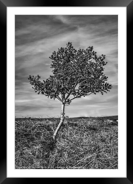 Majestic Holly Tree Framed Mounted Print by Michael Birch