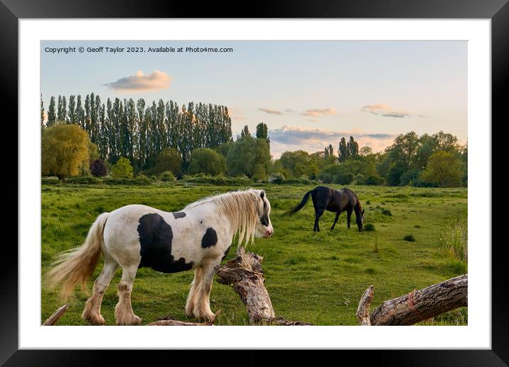 Horses in the meadow Framed Mounted Print by Geoff Taylor