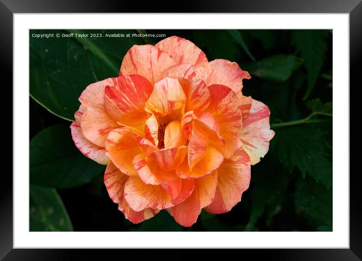 Rose Framed Mounted Print by Geoff Taylor