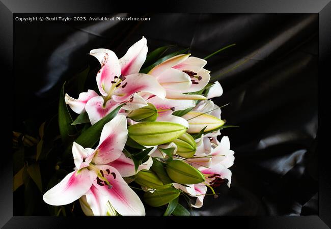 Cala lilies Framed Print by Geoff Taylor