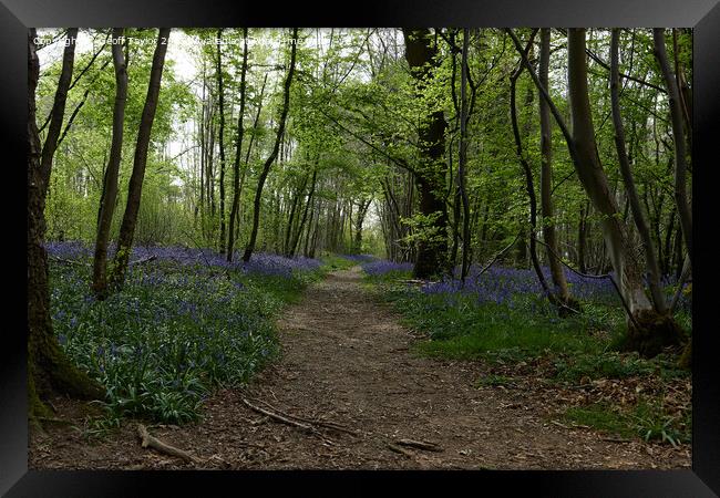 Woodland path Framed Print by Geoff Taylor