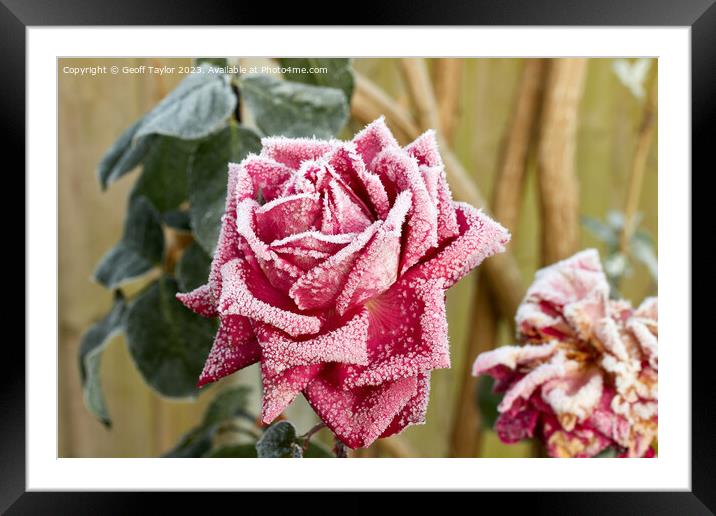 Frosty rose Framed Mounted Print by Geoff Taylor