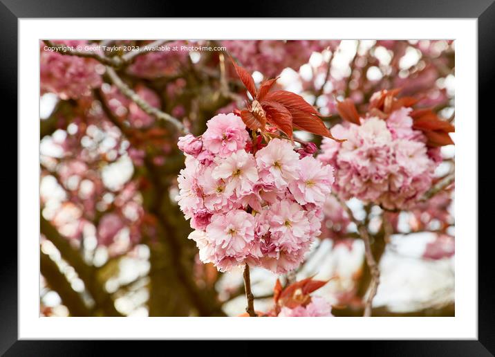 Pink blossom Framed Mounted Print by Geoff Taylor