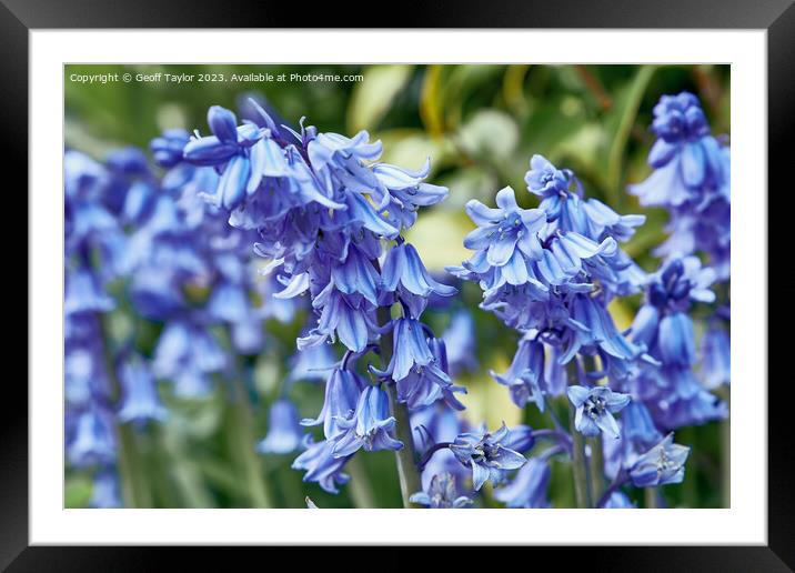 Bluebells Framed Mounted Print by Geoff Taylor