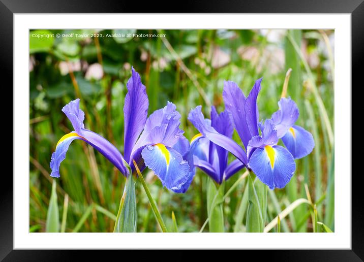 Purple iris Framed Mounted Print by Geoff Taylor