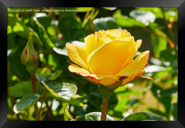 Yellow rose Framed Print by Geoff Taylor