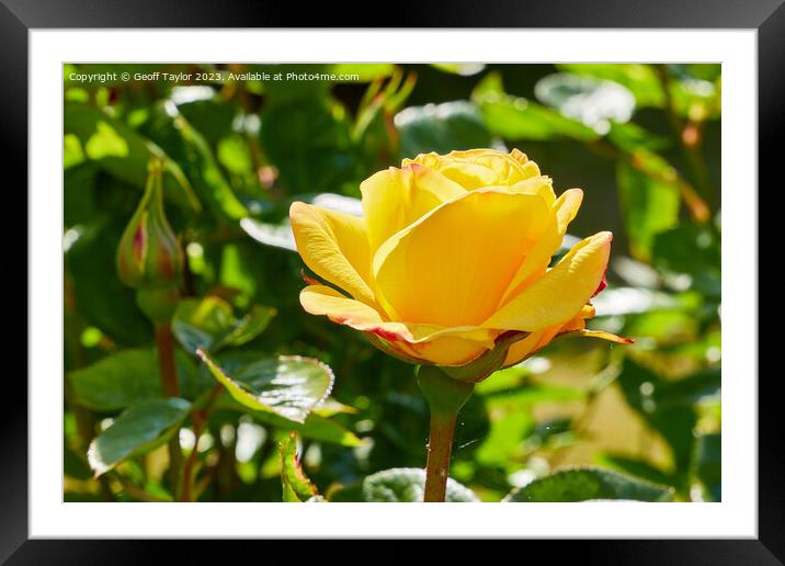 Yellow rose Framed Mounted Print by Geoff Taylor