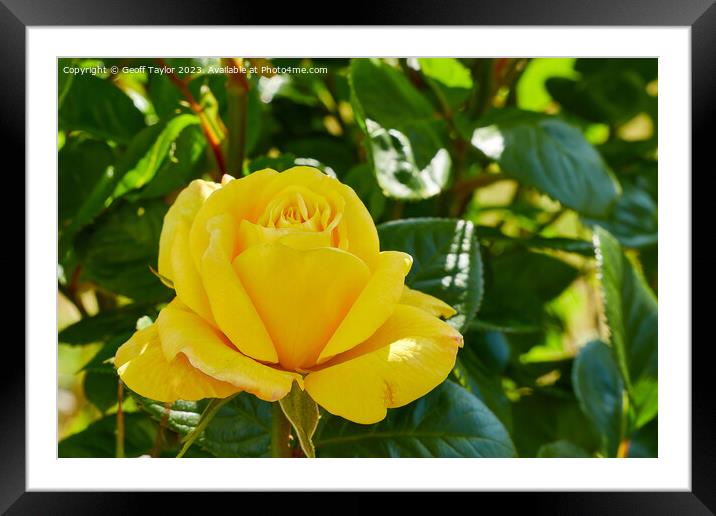 Yellow rose Framed Mounted Print by Geoff Taylor
