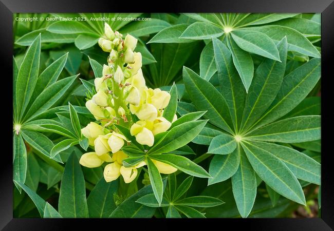Yellow lupin Framed Print by Geoff Taylor