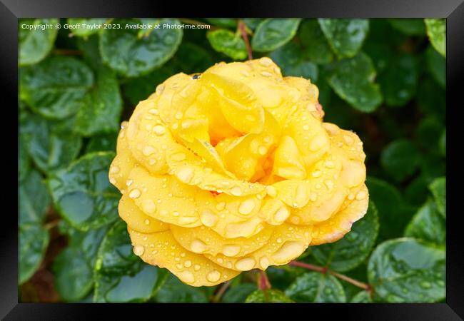 Rose in the rain Framed Print by Geoff Taylor