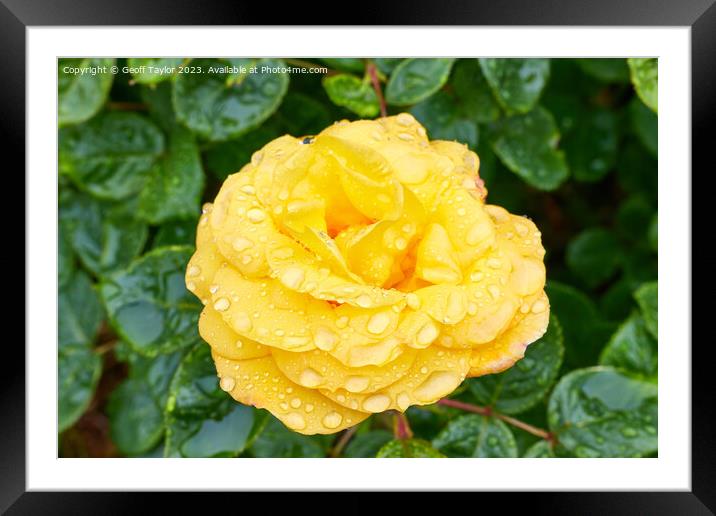 Rose in the rain Framed Mounted Print by Geoff Taylor