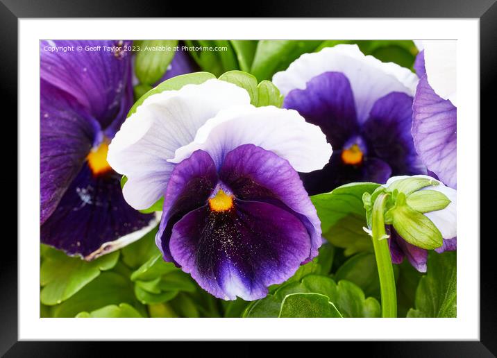 Purple pansy Framed Mounted Print by Geoff Taylor