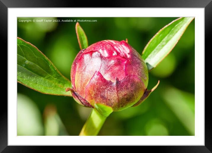 Budding Framed Mounted Print by Geoff Taylor