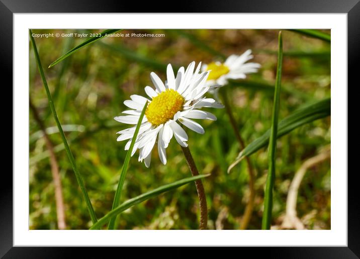 Daisy Framed Mounted Print by Geoff Taylor