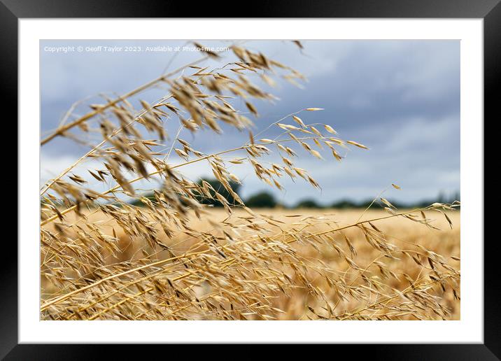 Through the grass Framed Mounted Print by Geoff Taylor